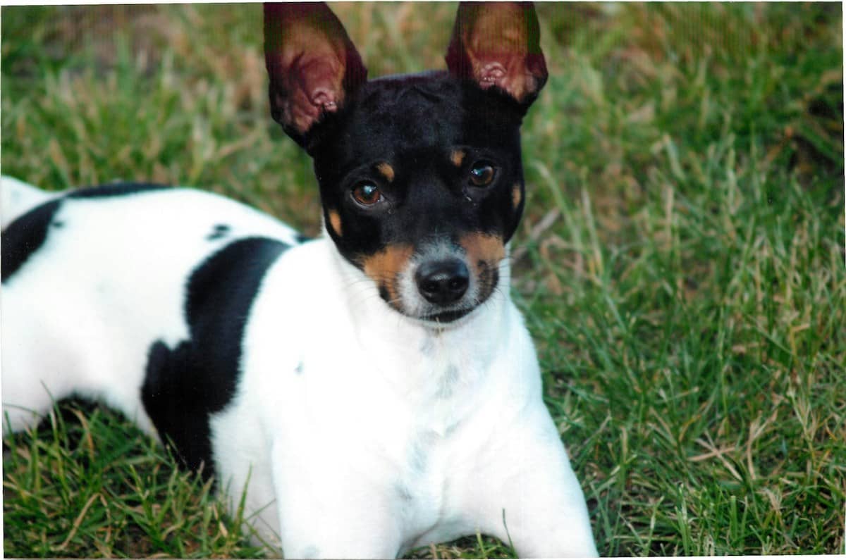Toy Fox Terrier Image courtesy of Kathy Morales