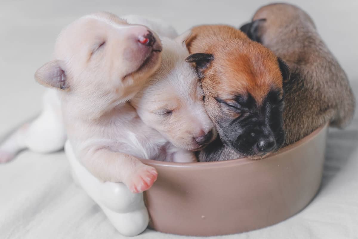 puppies with eyes closed