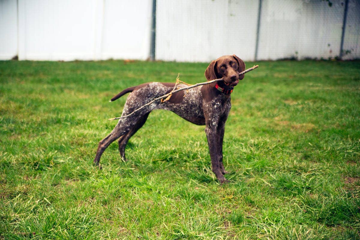 American English Coonhound Image courtesy of Art Kravchenko