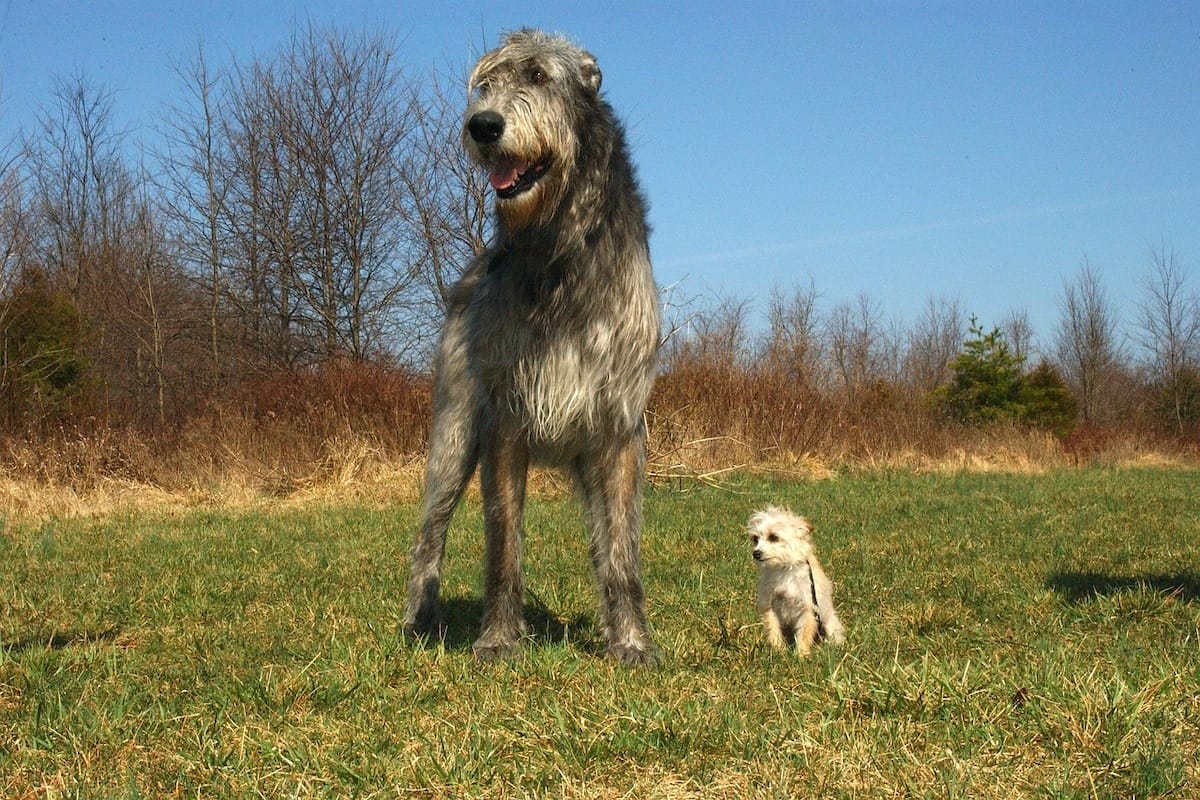 irish wolfhound large and small