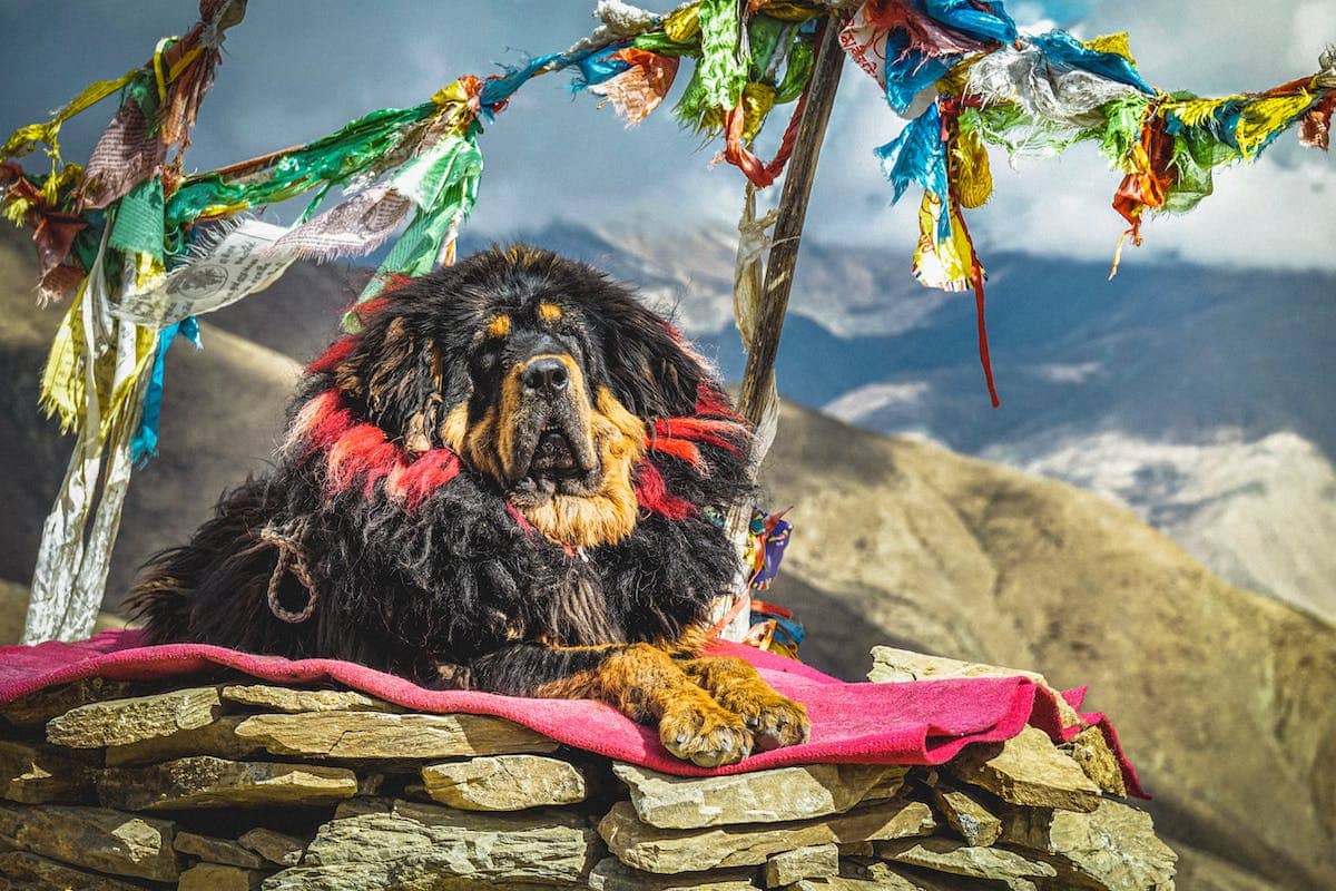 tibetan mastiff dog