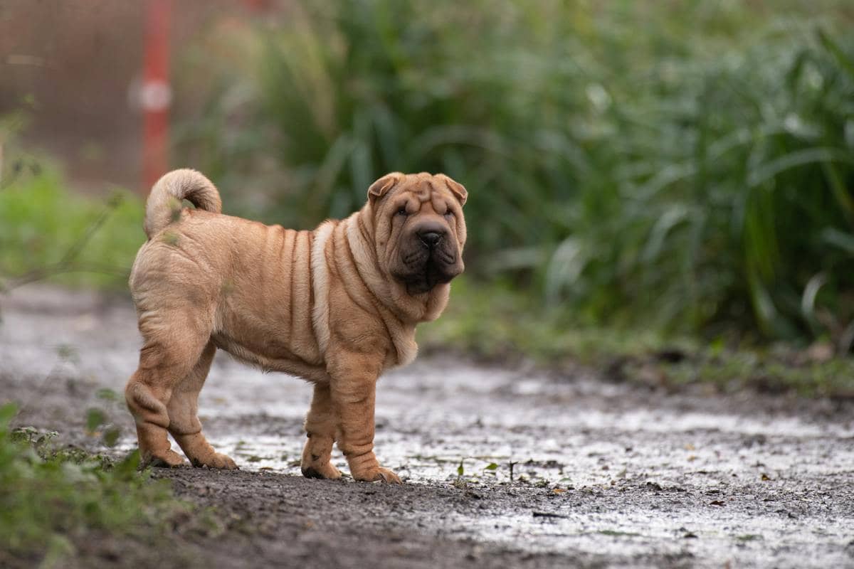 chinese shar pei Image courtesy of Thierry Rossiergray