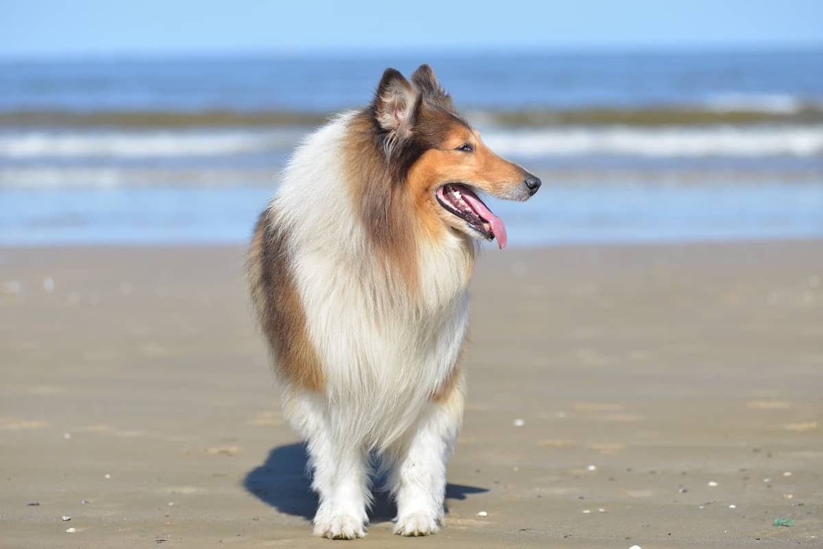 collie dog breed