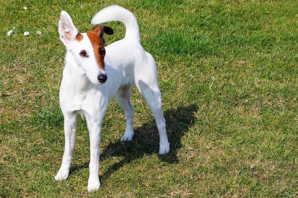 Smooth Fox Terrier Image courtesy of No-longer-here